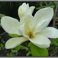 magnolia,