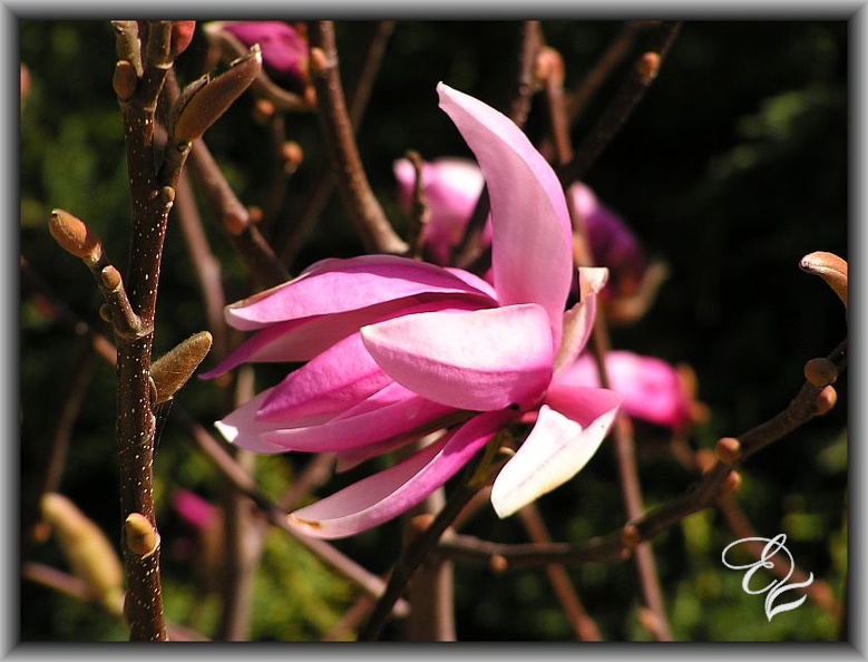 magnolia,,