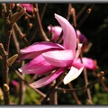 magnolia,,