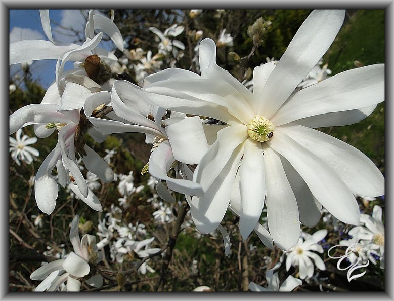  magnolia gwiaździsta