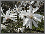  magnolia gwiaździsta