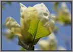 Magnolia x brooklynensis 