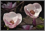 Magnolia  x soulangeana  