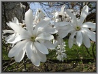 magnolia gwiaździsta